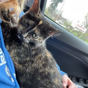 Meet your Posher, Alli